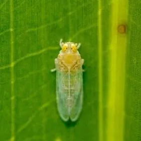 thumbnail for publication: American palm cixiid Haplaxius crudus Van Duzee (Insecta: Hemiptera: Cixiidae)